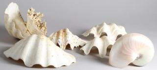 Appraisal: Group of Tropical Seashells Comprising a mother-of-pearl ammonite three small