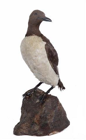 Appraisal: A GUILLEMOT summer plumage mounted on a rock work base