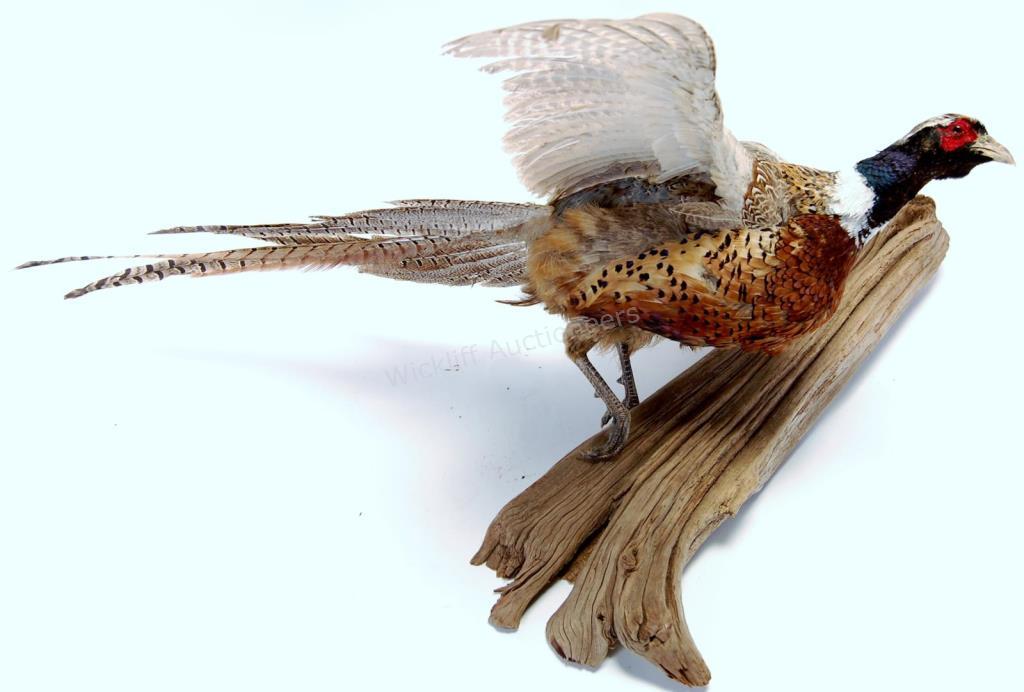 Appraisal: A taxidermy mount Pheasant with wings spread mounted on tree