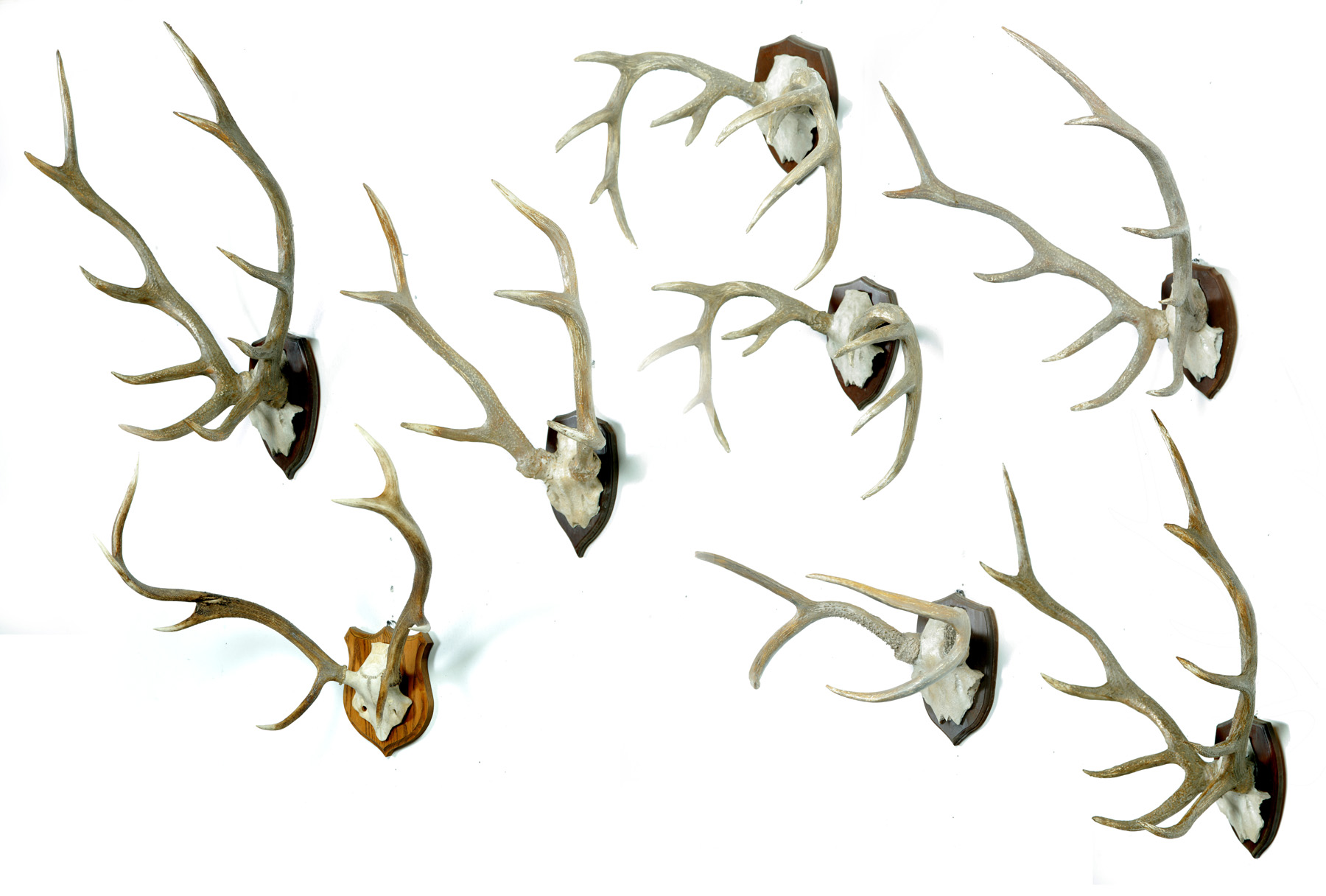 Appraisal: EIGHT SETS OF DECORATIVE ANTLERS American late th centuyr Seven