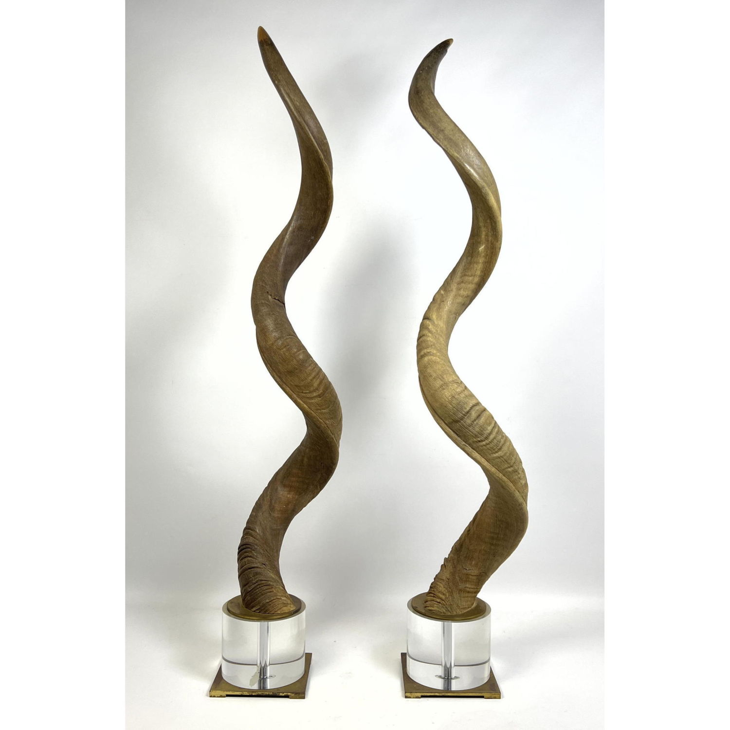 Appraisal: Pr Long Tall Natural Horns Mounted on Lucite and Brass