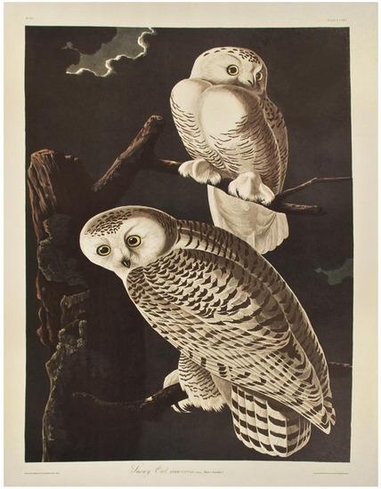 Appraisal: AUDUBON John James - Snowy Owl From The Birds of