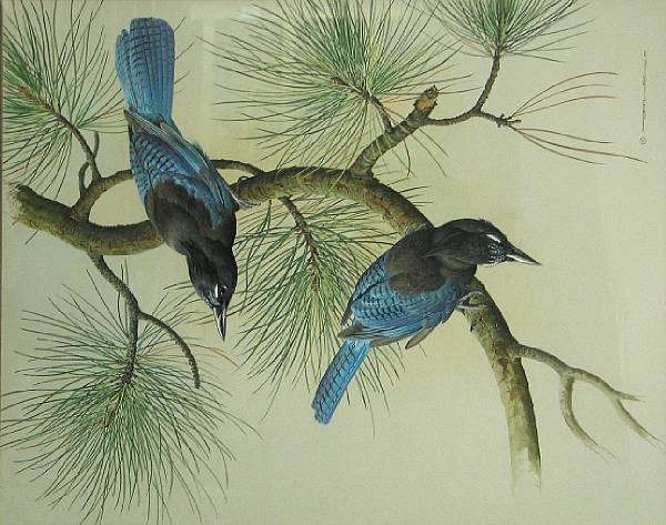 Appraisal: Basil Ede British born Steller's Jays signed and dated 'Basil