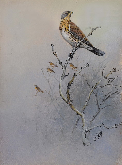 Appraisal: GEORGE EDWARD LODGE - Fieldfare on a branch signed watercolour