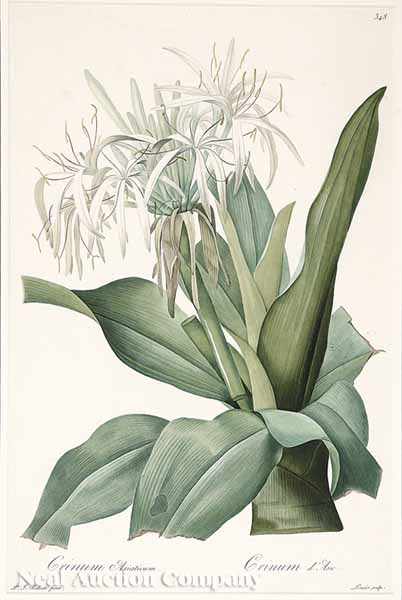 Appraisal: After Pierre-Joseph Redout French - Crinum Asiaticum and Crinum Americanum