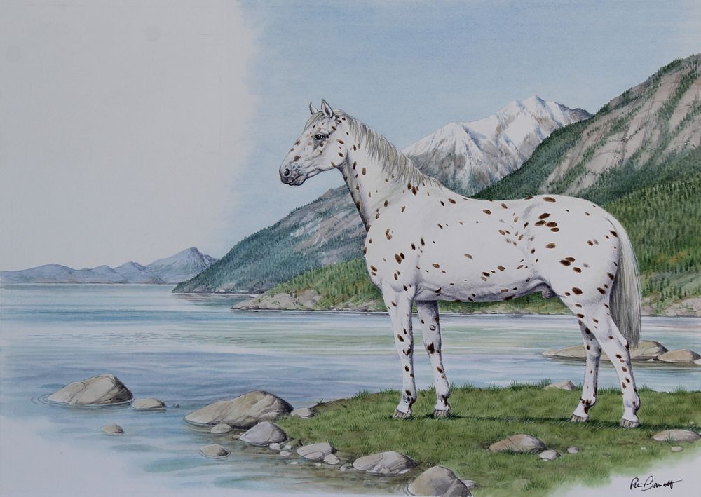 Appraisal: Peter Barrett B Appaloosa Peter Barrett B Appaloosa Signed lower