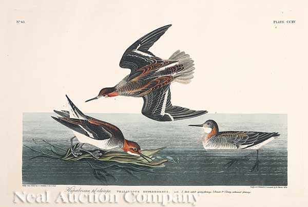 Appraisal: John James Audubon American - Hyperborean Phalarope Plate hand-colored engraving