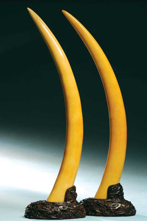 Appraisal: PAIR POLISHED IVORY TUSKS A pair of well polished Chinese