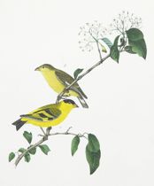 Appraisal: Yarrell's Goldfinch Royal Octavo Edition - Male Female Plate number