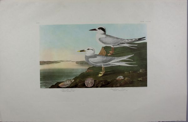 Appraisal: Audubon print 'Havell's Tern Trubeau's Tern' No engraved printed and