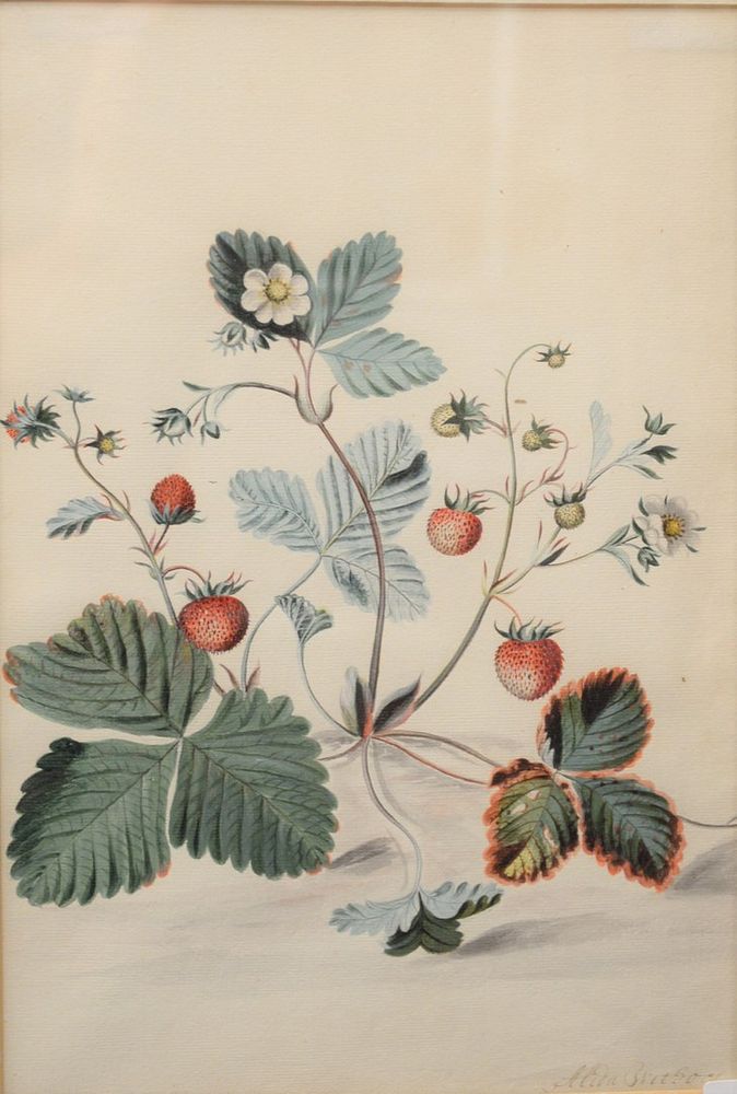 Appraisal: Alida Withoos Dutch - Strawberry Plant with Flowers watercolor and