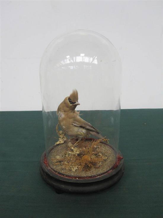 Appraisal: TH C SONGBIRD SPECIMEN Brown crested H in a bell