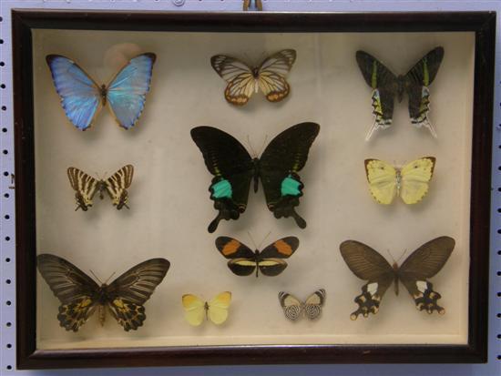 Appraisal: Glass case with eleven various butterflies h w in