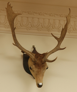 Appraisal: A TAXIDERMIED DEER'S HEAD