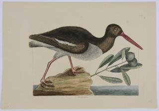 Appraisal: Mark Catesby The Oyster Catcher T from The Natural History