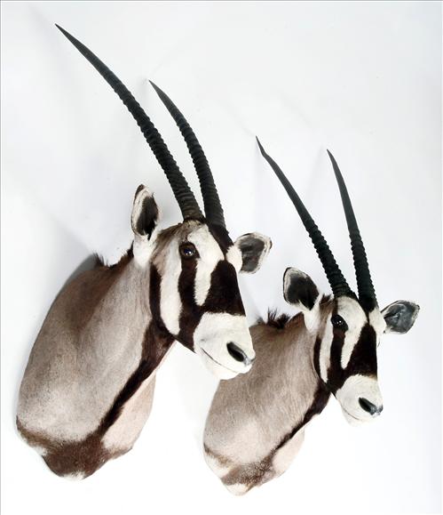 Appraisal: A pair of shoulder mounts of gemsbok cm high and