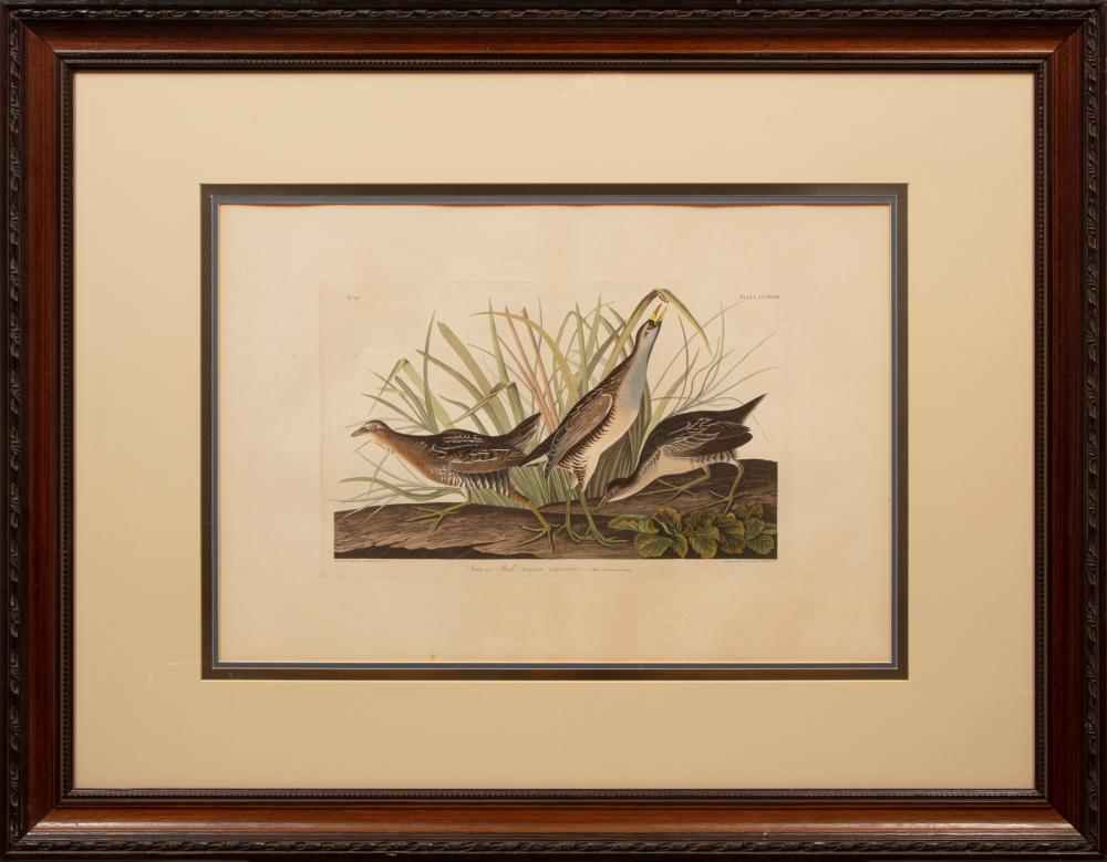 Appraisal: John James Audubon American - Sora or Rail Plate CCXXXIII