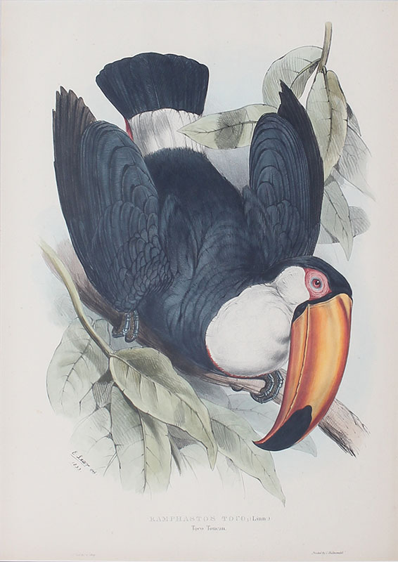 Appraisal: TOCO TOUCAN LITHOGRAPH BY LEAR FOR GOULD Sight size ''