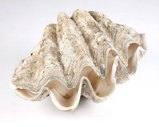 Appraisal: Two South Sea giant clam shell halves A matched pair