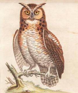 Appraisal: George Edwards British Great Horned Owlsigned and dated G Edwards