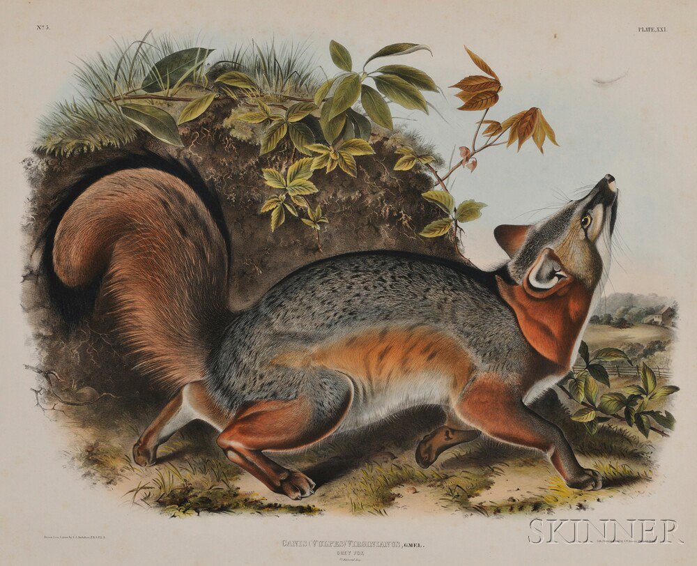 Appraisal: Audubon John James - Grey Fox Plate XXI from The