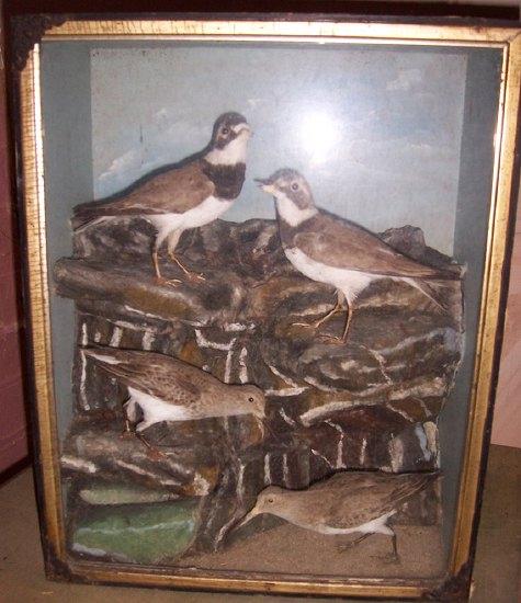 Appraisal: A taxidermy case containing coastal birds standing on a naturalistic