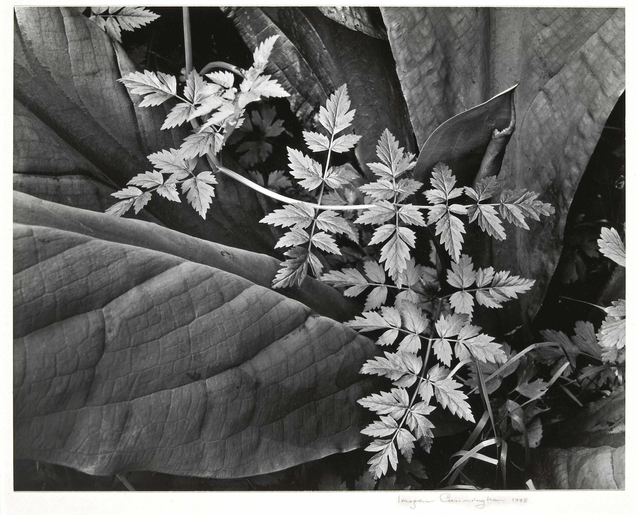 Appraisal: Imogen Cunningham American - Leaves Gelatin silver print probably printed