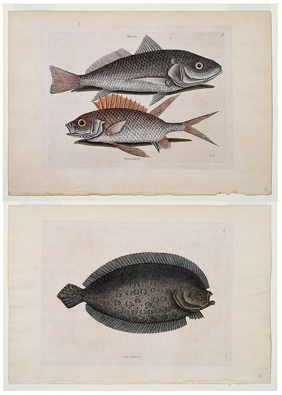 Appraisal: Mark Catesby British - Two plates from The Natural History