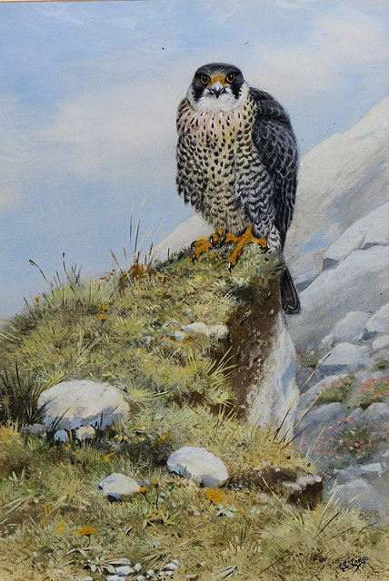 Appraisal: GEORGE EDWARD LODGE - Peregrine falcon signed watercolour and body-colour