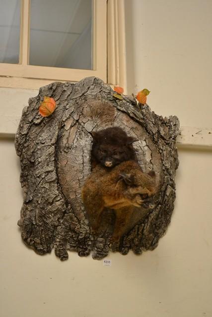 Appraisal: A PAIR OF FRIENDLY TAXIDERMIED POSSUMS