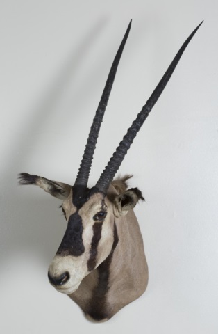 Appraisal: African Fringe-Eared Oryx Antelope Mount Safari Club International Kenya July