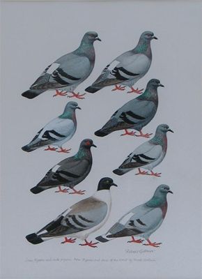 Appraisal: Robert Gillmor b Snow Pigeons and Rock Pigeons Signed and