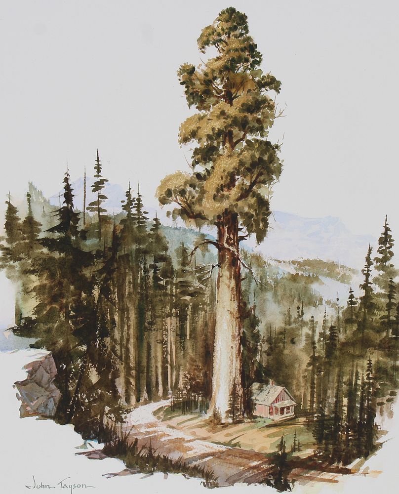 Appraisal: John Tayson B Giant Sequoia Tree John Tayson CO IL