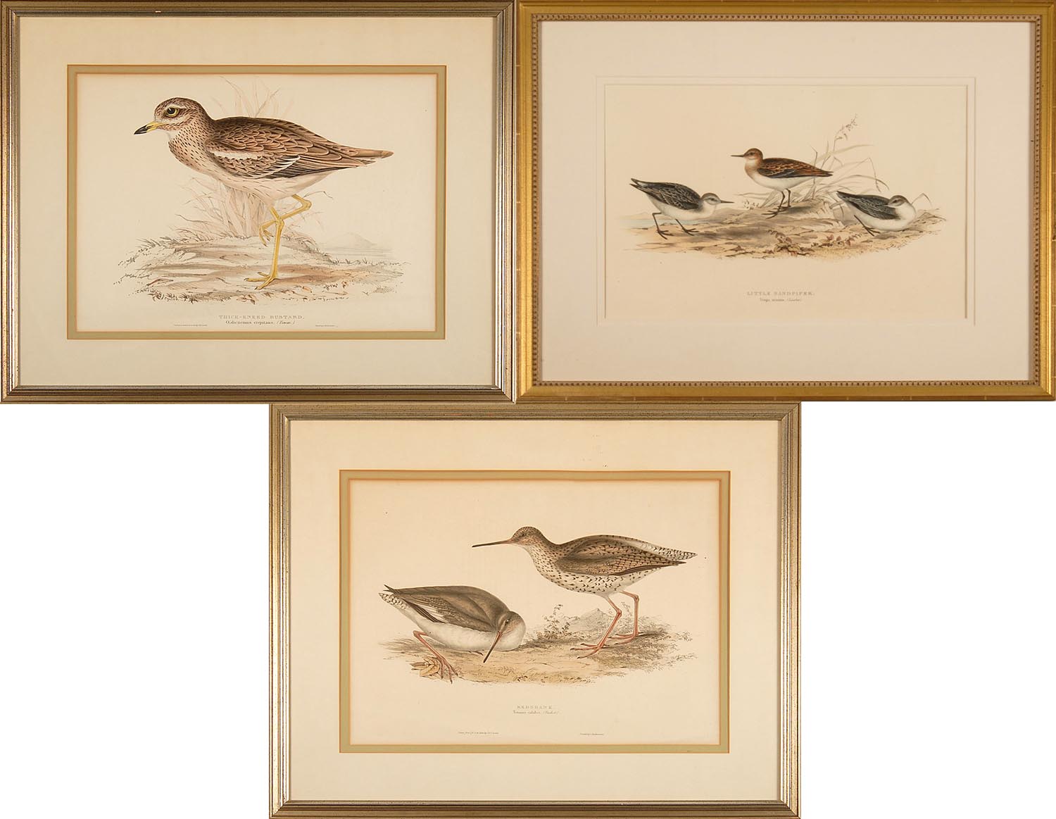 Appraisal: THREE FRAMED BIRD PRINTS BY J B GOULD Red Shank