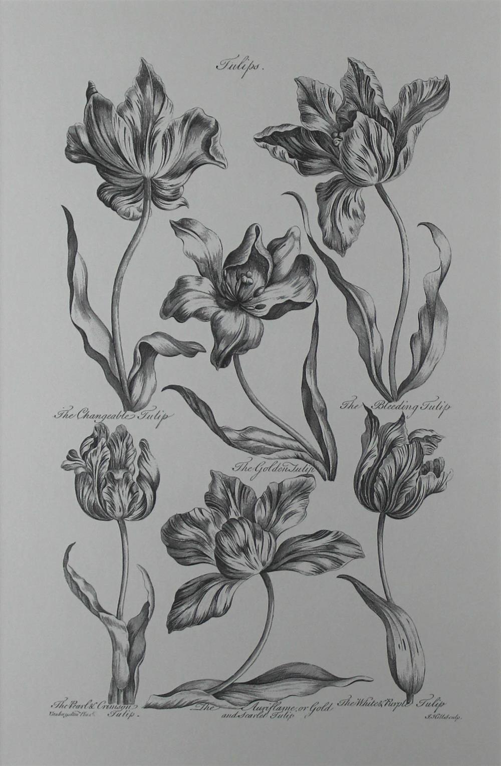 Appraisal: AFTER JOHN HILL EIGHT BOTANICAL PRINTS Print x in each