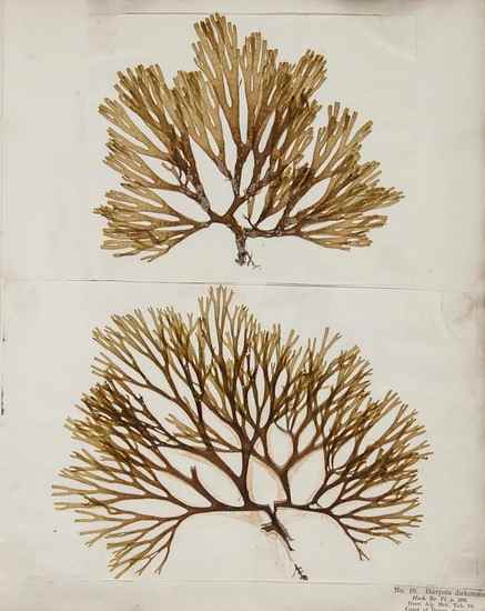 Appraisal: Wyatt Mary Algae Danmonienses or Dried Specimens of Marine Plants