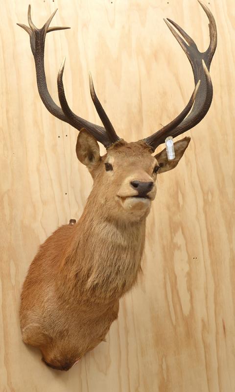 Appraisal: LARGE TAXIDERMIED RED DEER HEAD APPROXIMATELY CM HIGH LARGE TAXIDERMIED