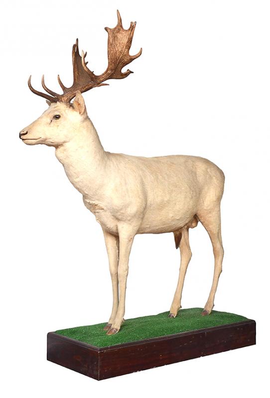 Appraisal: A TAXIDERMIED WHITE FALLOW DEER ON STANDmounted on a plinth