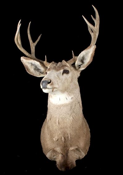 Appraisal: Trophy Montana Mule Deer Shoulder Mount Included in this lot