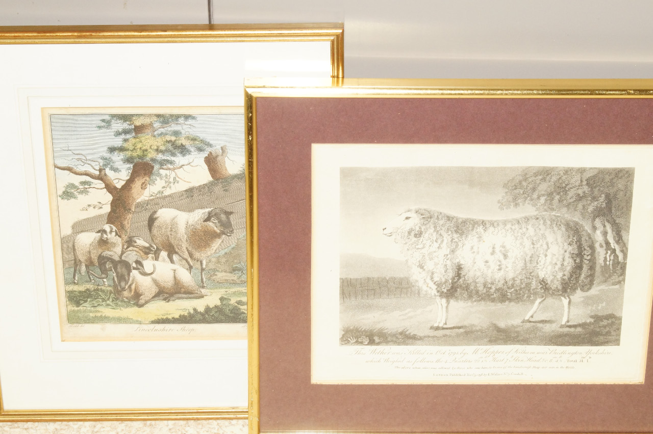 Appraisal: After Dodd Lincolnshire Sheep hand coloured copper engraving by Pass