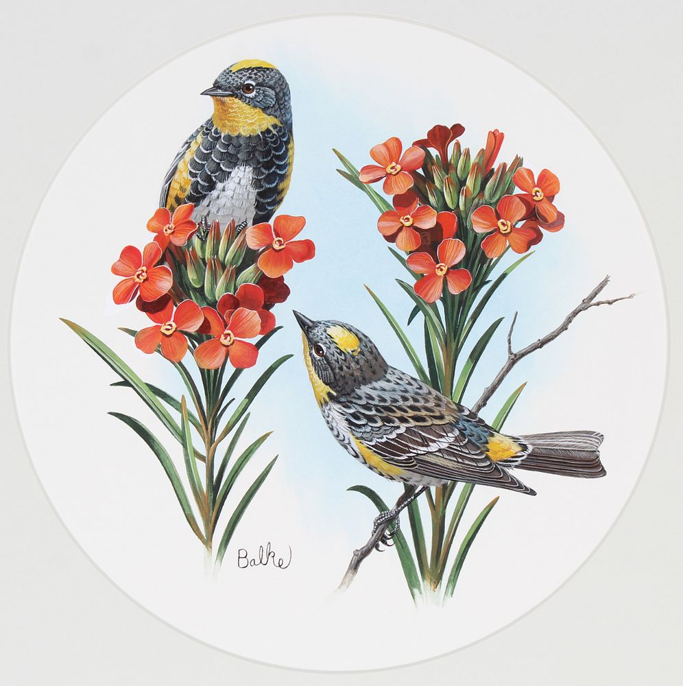 Appraisal: Don Balke B Audubon's Warbler Original Don Balke North Carolina