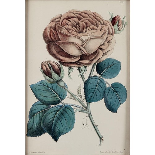 Appraisal: English School early th c - Roses watercolour oval and