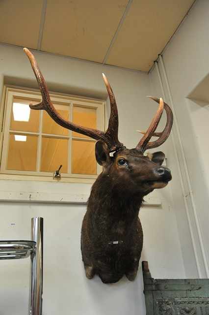 Appraisal: A LARGE TAXIDERMIED SAMBA DEER