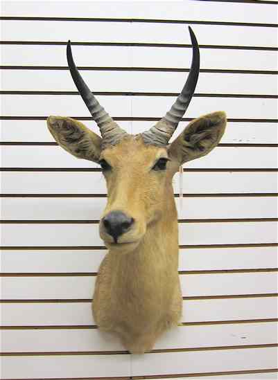 Appraisal: AFRICAN BIG GAME TROPHY HEAD MOUNT a gazelle antelope with