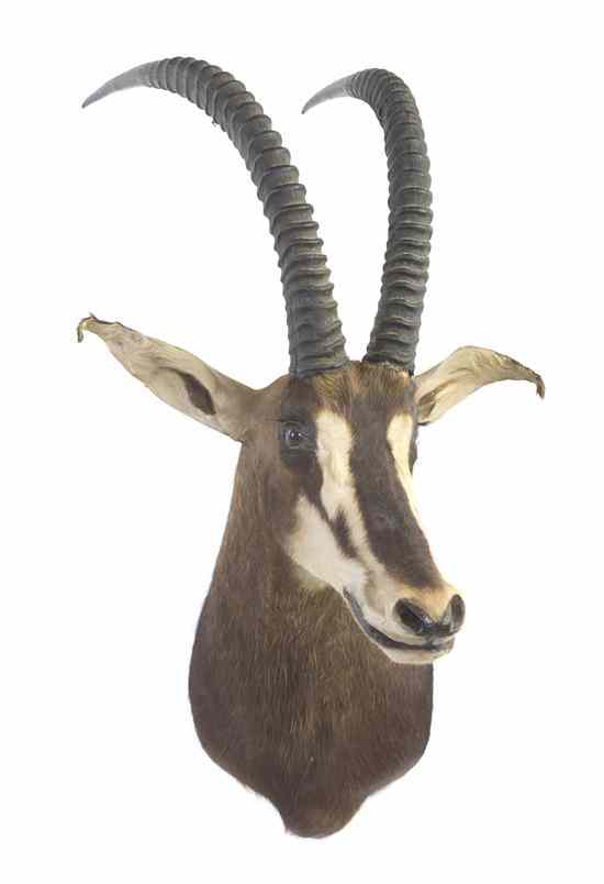 Appraisal: A Taxidermy Sable Antelope Shoulder Mount Height overall inches