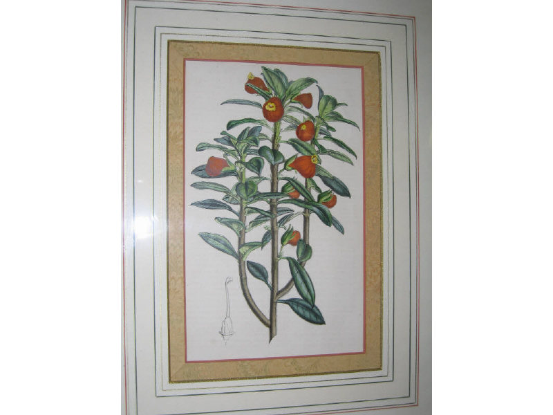 Appraisal: CONTINENTAL SCHOOL TH CENTURY Collection of five lithographs of botanicals