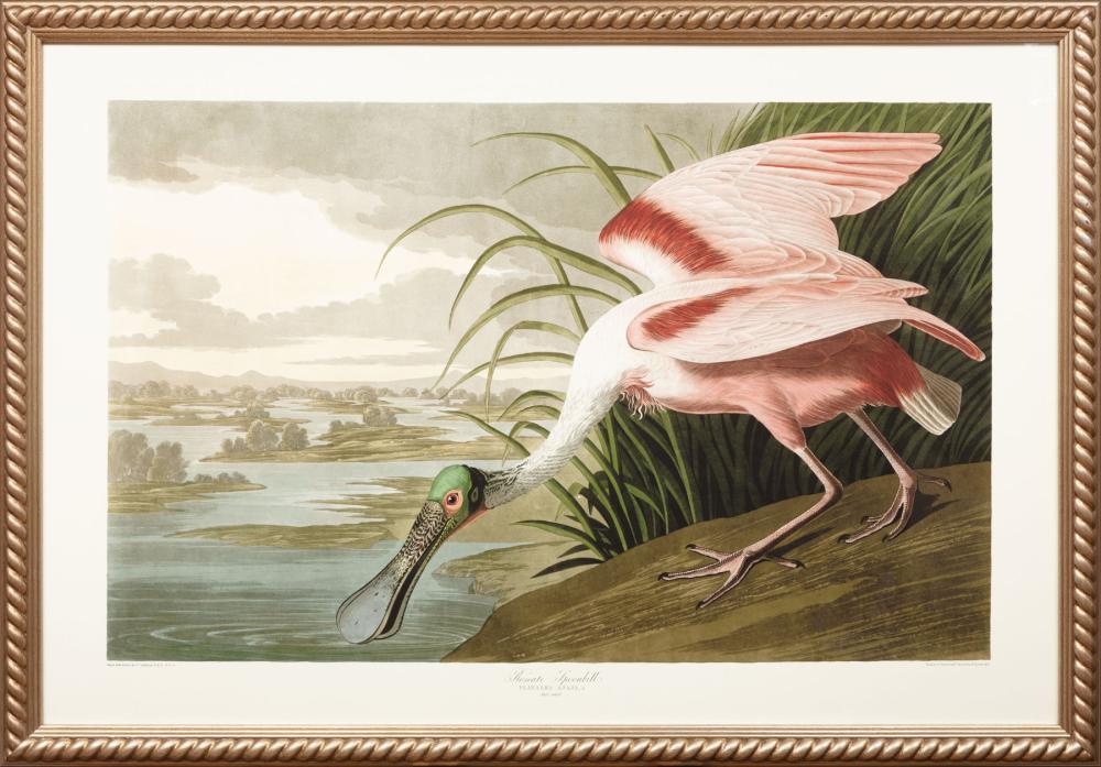 Appraisal: After John James Audubon American - Roseate Spoonbill Plate later