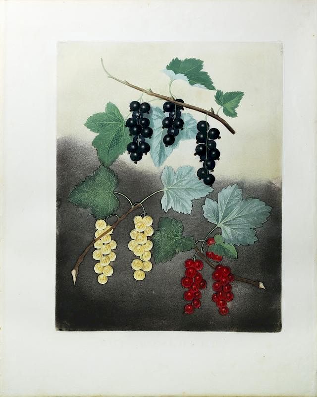 Appraisal: The Currant from Brookshaw's Pomona Britannica The Currant Plate George