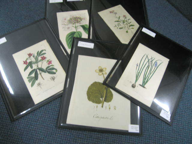 Appraisal: Lot of Botanical Engravings