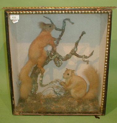 Appraisal: A taxidermy diorama with two squirrels